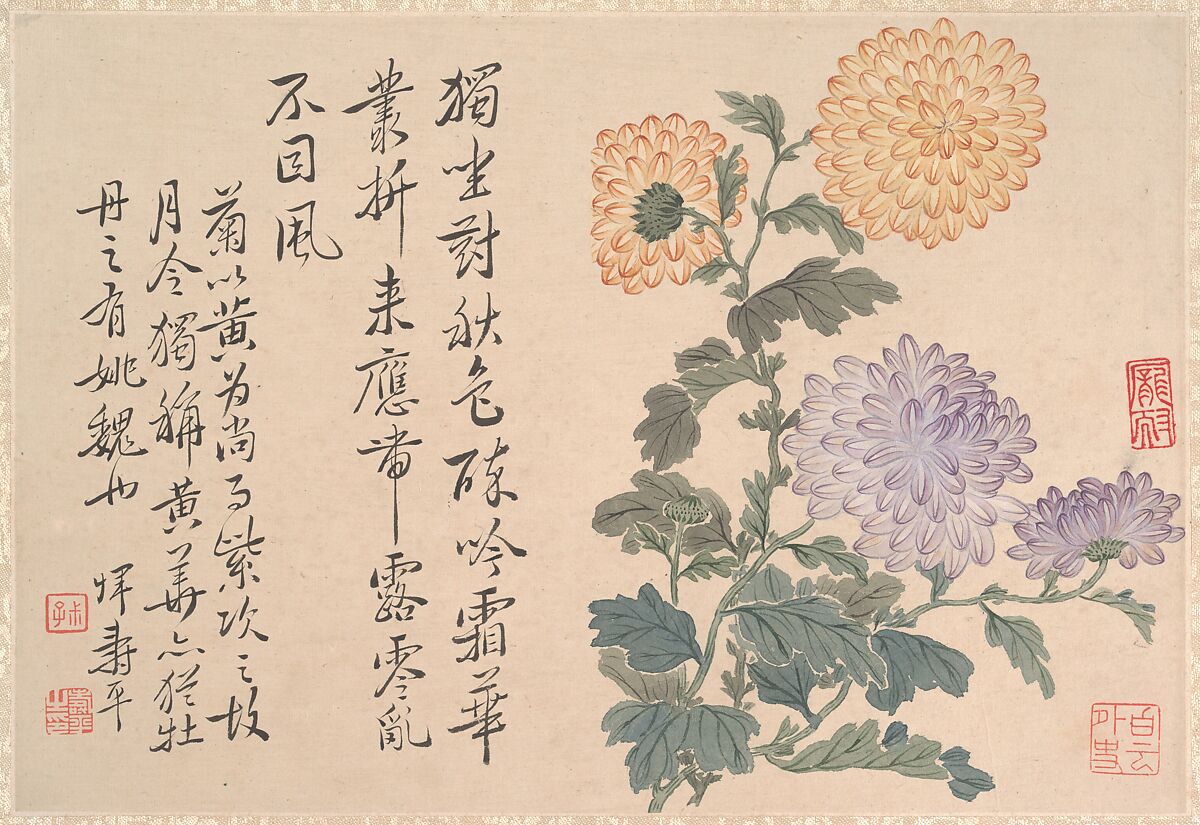 Chrysanthemums, Unidentified artist, Album leaf; ink and color on paper, China 