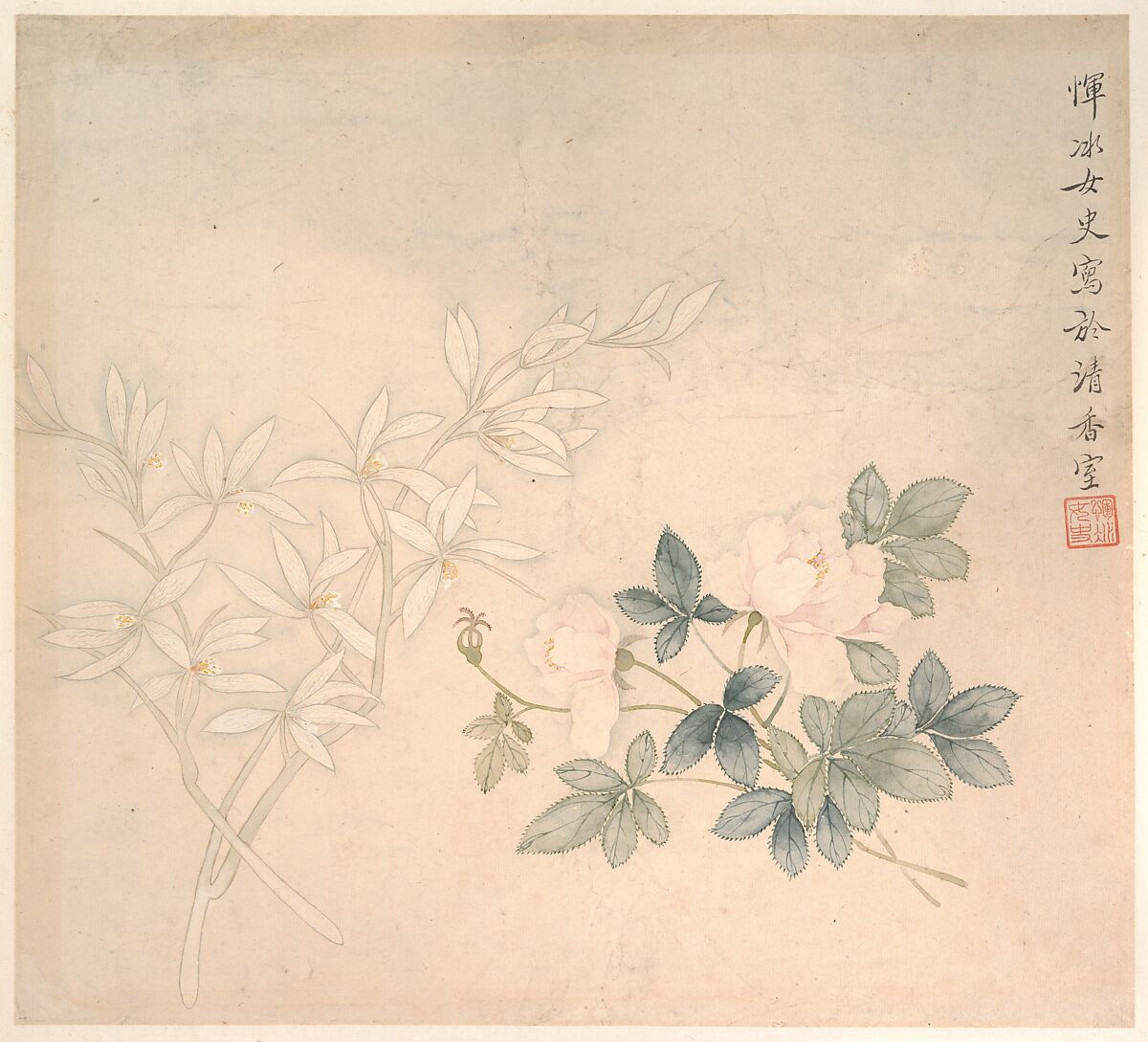 Flower Study, Yun Bing (Chinese, active late 17th– early 18th century), Album leaf; ink and color on paper, China 