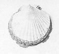 So-He-De-Dan (strung rattle), Salish Indians, (scallop) pecten shells, cloth-covered wire, Native American (Salish or Nuu-chah-nulth - Nootka)