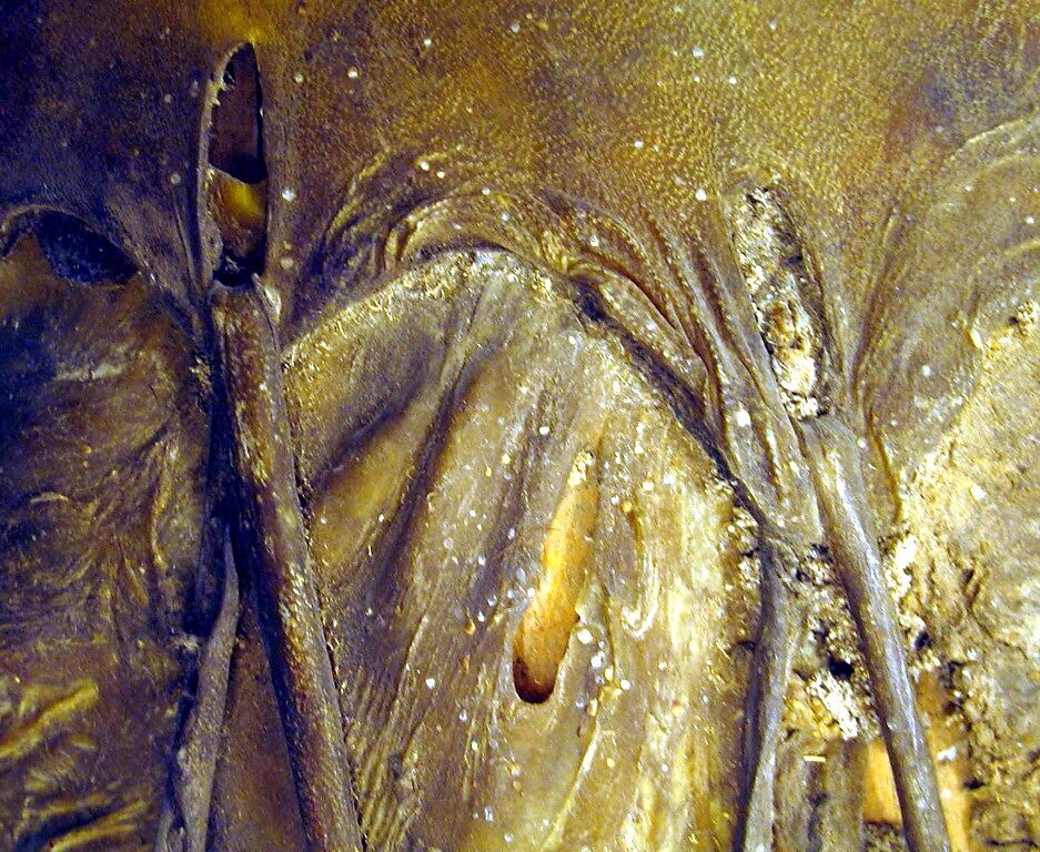 Drum, Hopi Tribe; Shoshonean family, wood, skin, Native American (Northeastern Arizona)