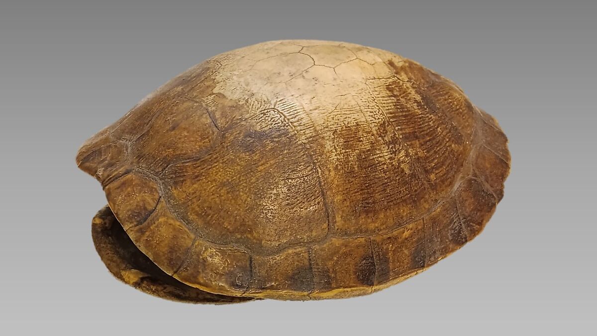Coc, Turtle Shell, Guatemalan