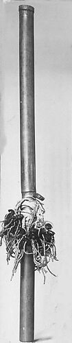 Stamping tube or Rattle staff