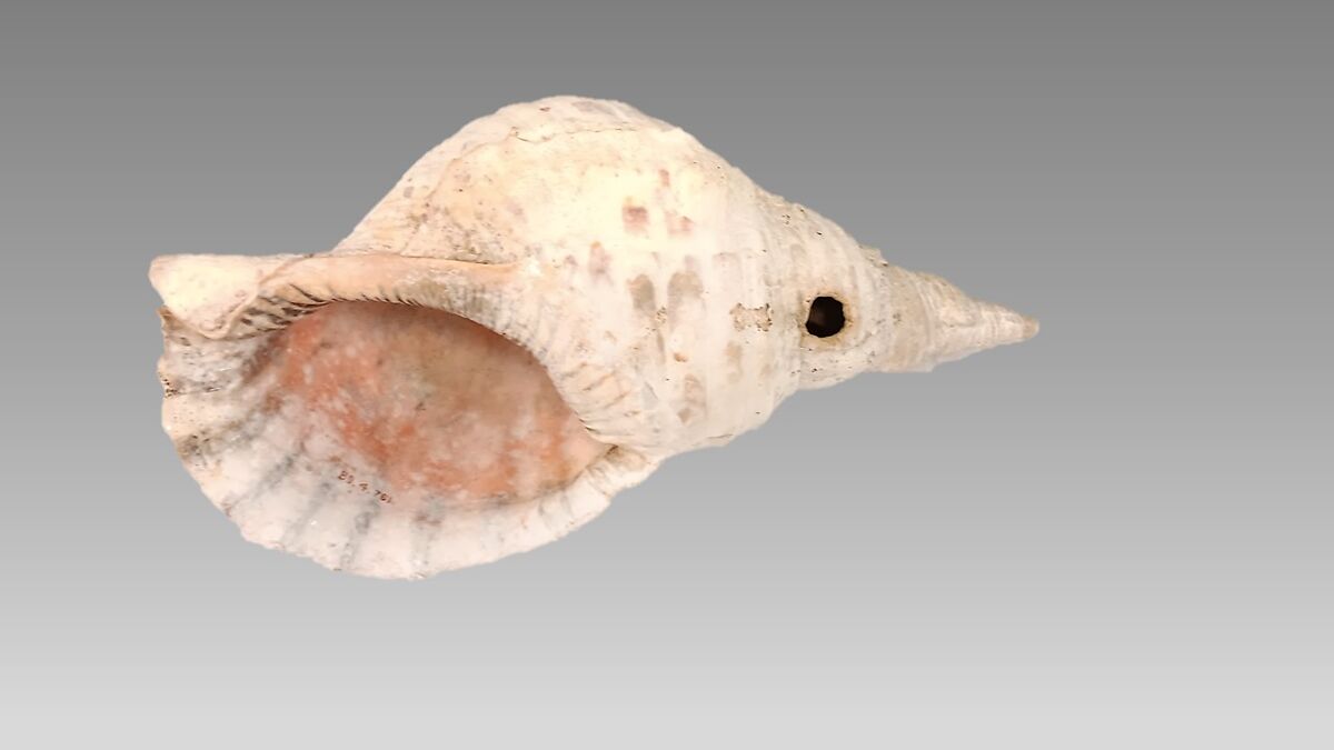 Conch shell deals horn instrument