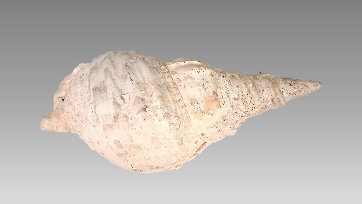 Pū (Conch Shell Trumpet), Shell (Triton), Melanesian (Solomon Islands)