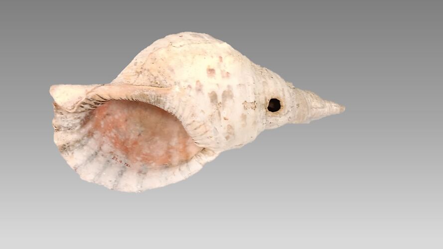 Conch Shell Trumpet