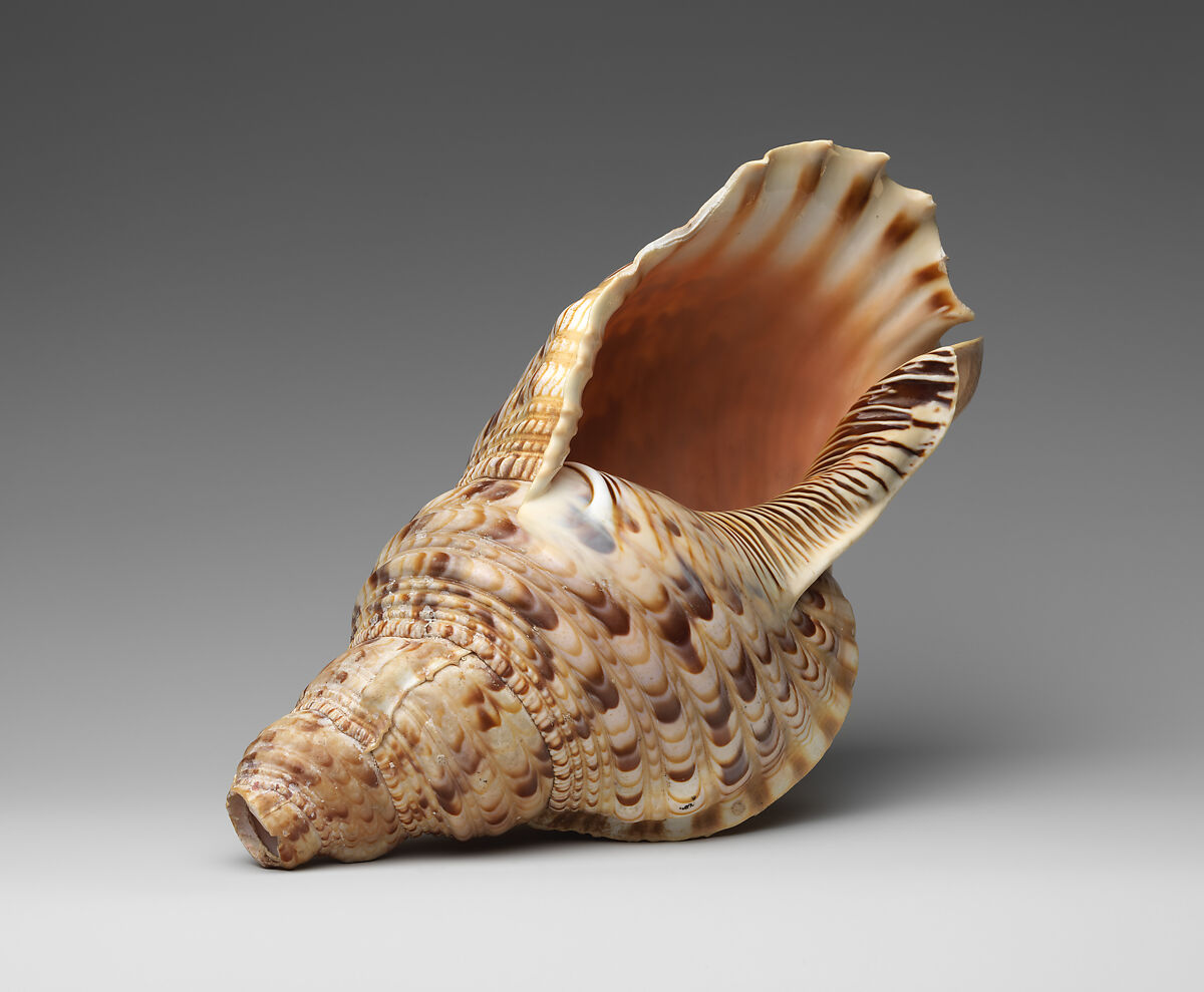 Conch Shell Trumpet, Conch shell, Melanesian (Vanatuan) 