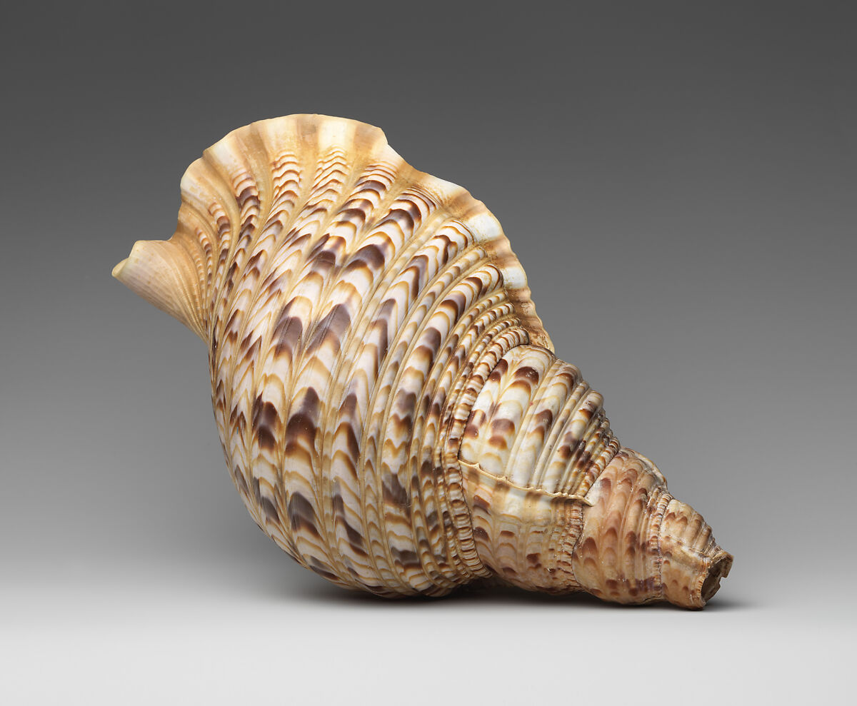 Conch Shell Trumpet, Conch shell, Melanesian (Vanatuan)