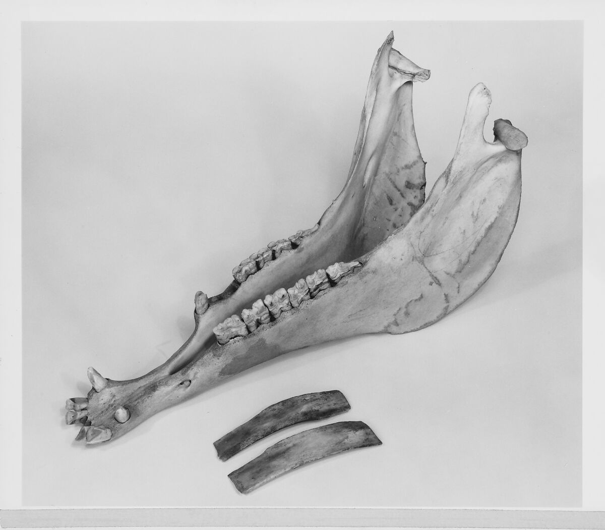 Jawbone, bone, American