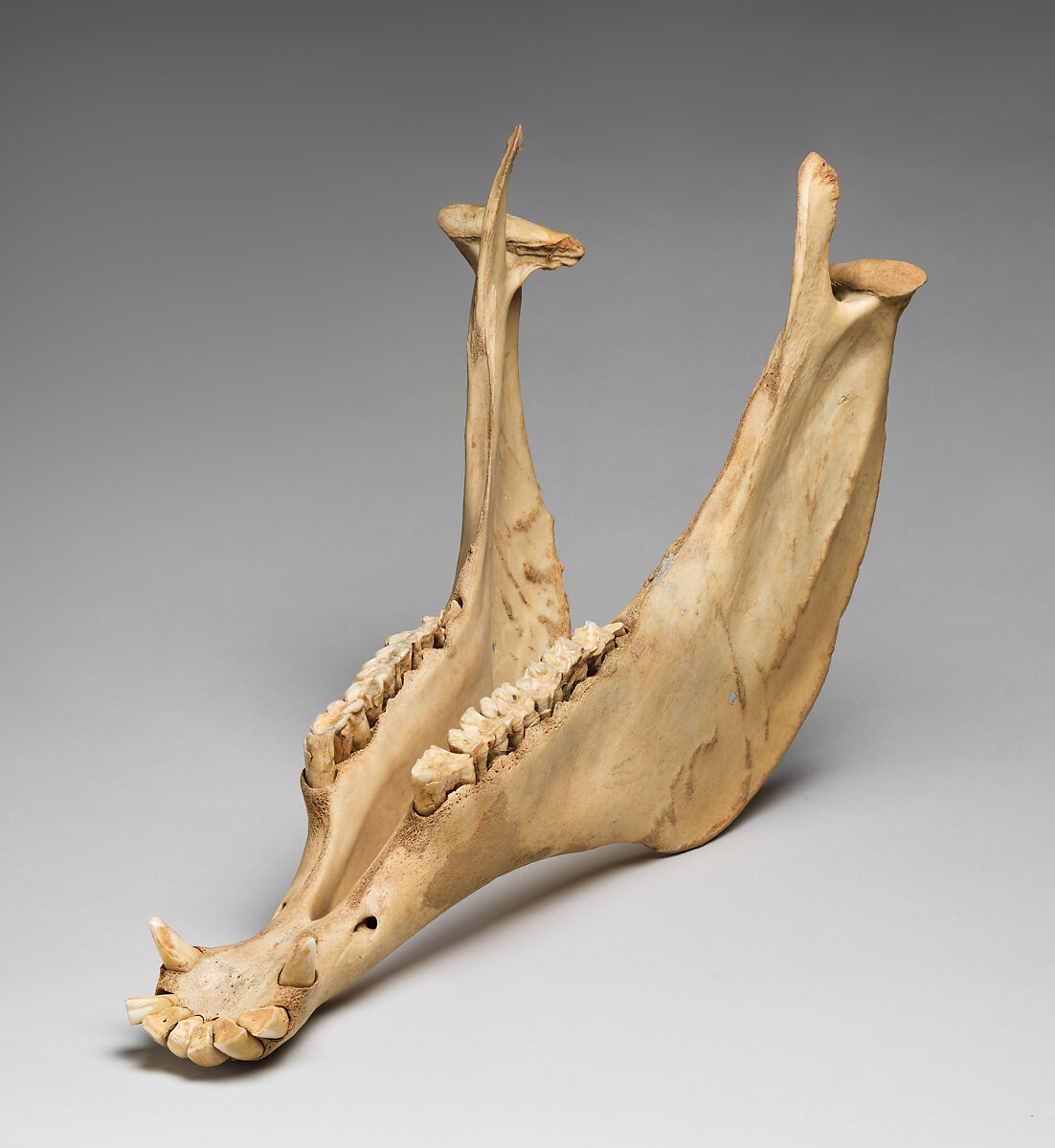 Jawbone, bone, American