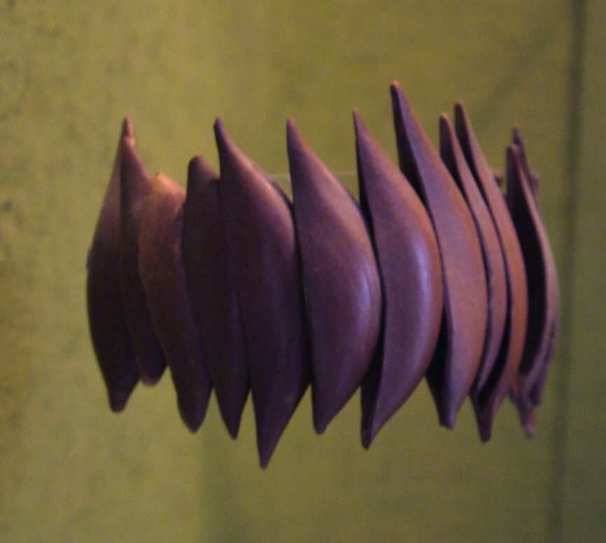 Seed Rattle, Shell, cord, Papua New Guinean (Bismarck Archipelago)