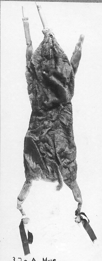 Żaqq, Cane, animal skin, cattle horn, Maltese