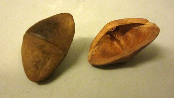 Strung Rattle, cotton cord, red & lavender glass beads, nut or fruit shells, Native American (Guyanese: Demerara)