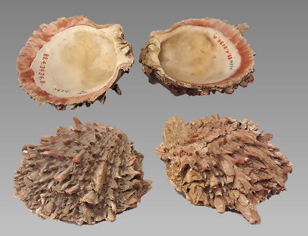 Clappers, spondylus shells, Native American (Peruvian)
