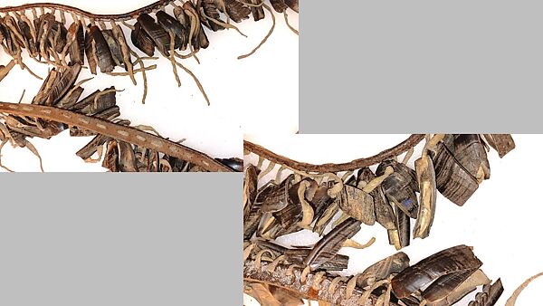 Hoof Rattle Strap, dew claws (deer hooves), leather, rawhide, Native American (Osage, possibly)