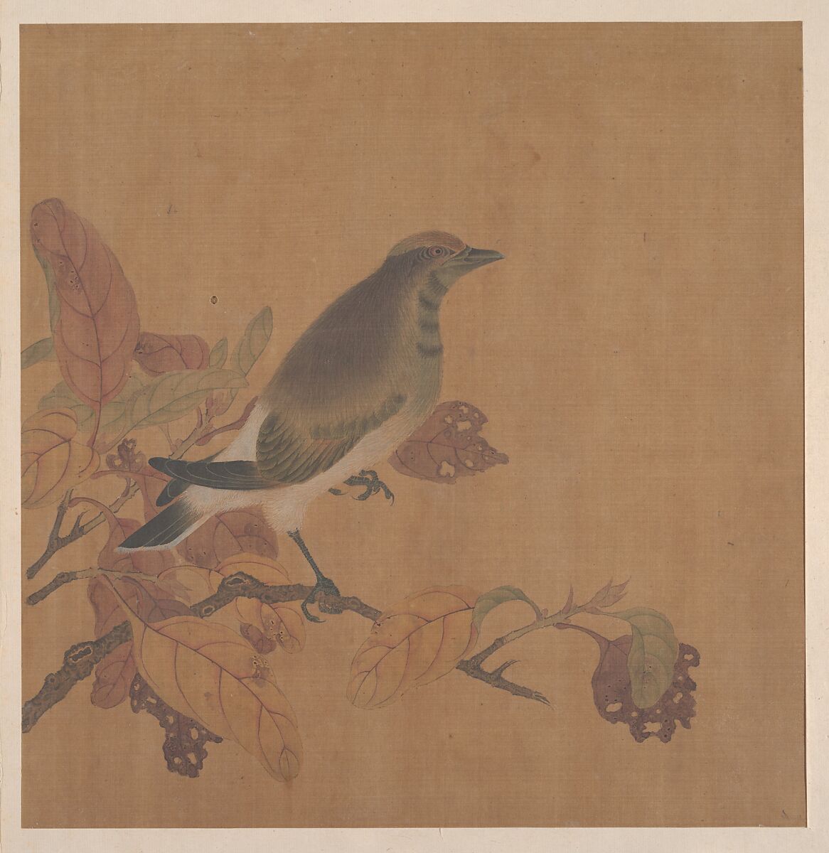 Bird on Branch, Unidentified artist, Fan mounted as an album leaf; ink and color on silk, China 