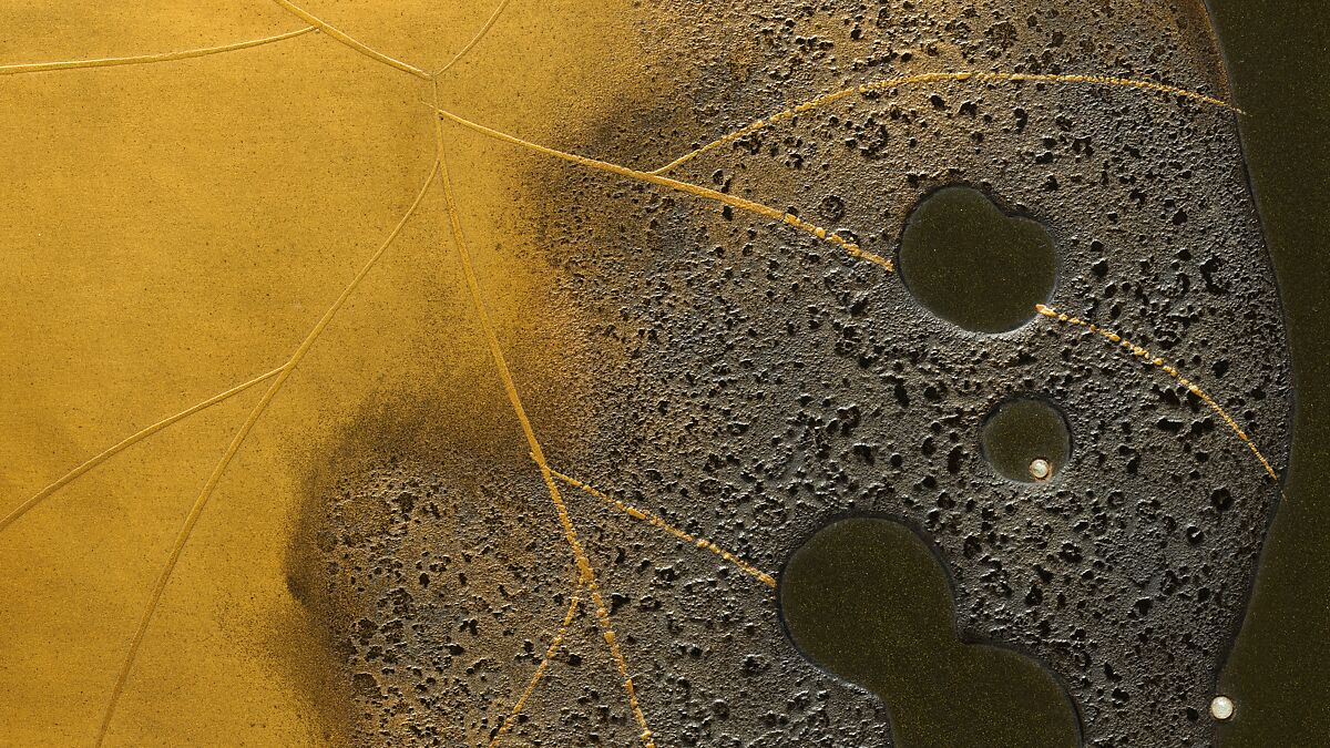 Stacked Food Box (Jūbako) with Taro Plants and Chrysanthemums, Shibata Zeshin (Japanese, 1807–1891), Lacquered wood, gold and silver hiramaki-e, takamaki-e, and colored togidashimaki-e, Japan