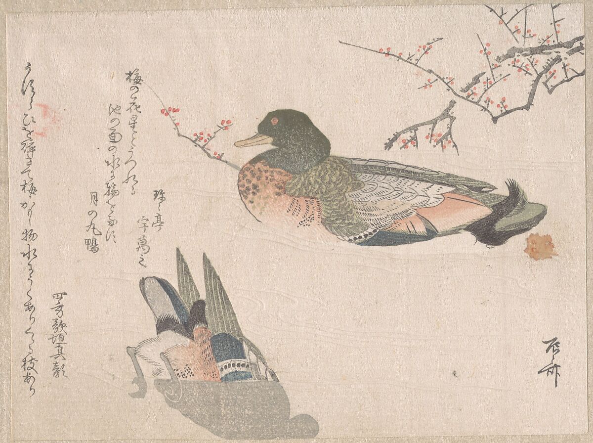 Pair of Ducks Swimming, Ryūryūkyo Shinsai (Japanese, active ca. 1799–1823), Part of an album of woodblock prints (surimono); ink and color on paper, Japan 