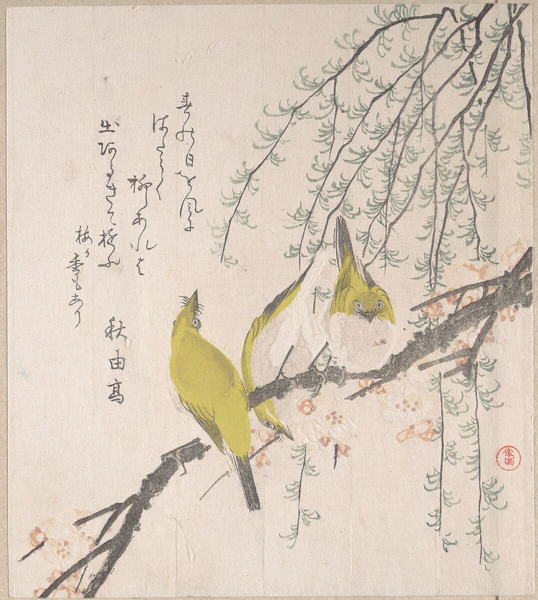 Japanese White-eyes with Plum Tree and Willow, from Spring Rain Surimono Album (Harusame surimono-jō, vol. 3), Kubo Shunman (Japanese, 1757–1820) (?), Privately published woodblock prints (surimono) mounted in an album; ink and color on paper, Japan 