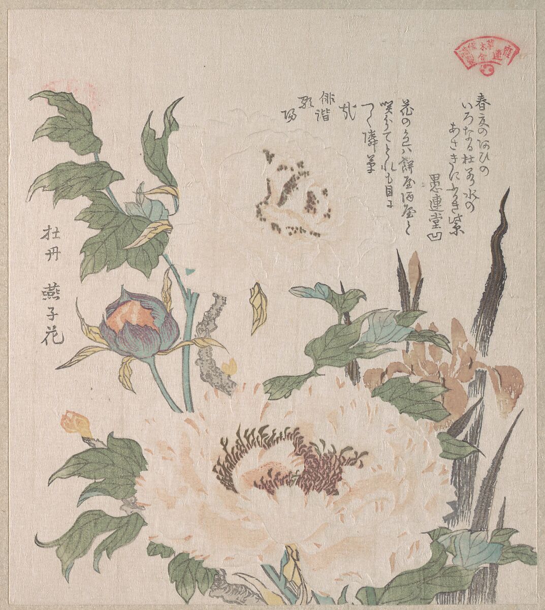 Peonies and Iris, Kubo Shunman (Japanese, 1757–1820), Part of an album of woodblock prints (surimono); ink and color on paper, Japan 