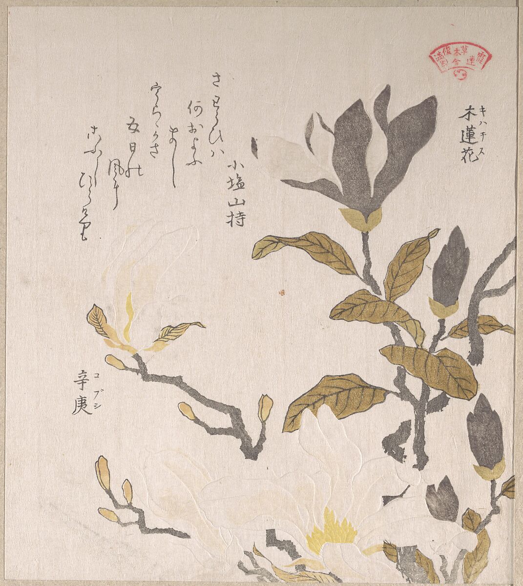 Magnolia Flowers, Kubo Shunman (Japanese, 1757–1820), Part of an album of woodblock prints (surimono); ink and color on paper, Japan 