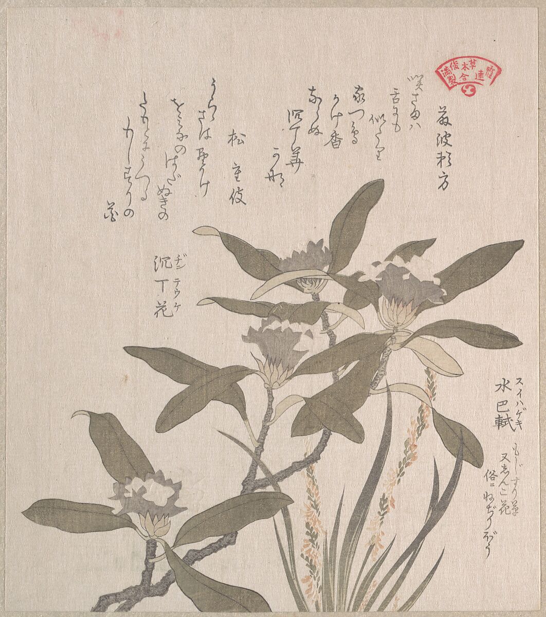 Daphne odora and Mojisuri-so, Kubo Shunman (Japanese, 1757–1820), Part of an album of woodblock prints (surimono); ink and color on paper, Japan 