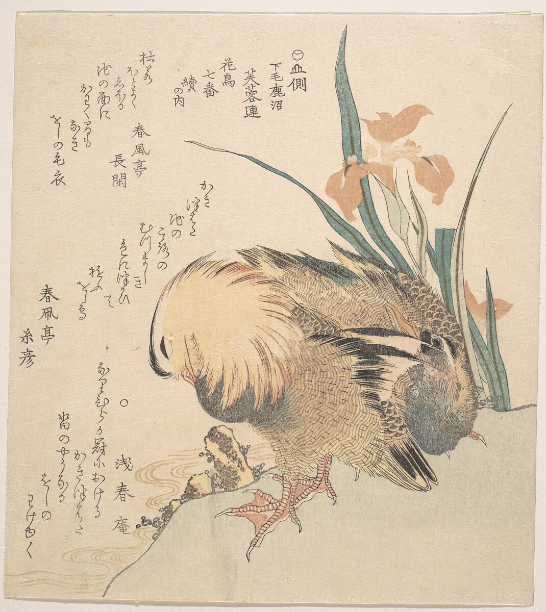 Pair of Mandarin Ducks and Iris Flowers, Kubo Shunman (Japanese, 1757–1820), Woodblock print (surimono); ink and color on paper, Japan 