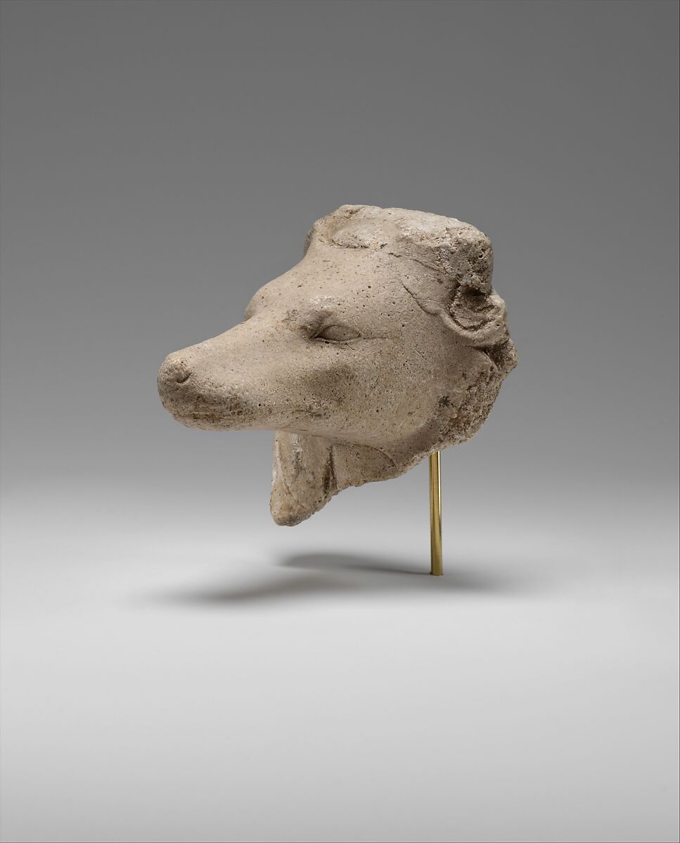 Head of a Canid, possibly a Jackal, Gypsum plaster