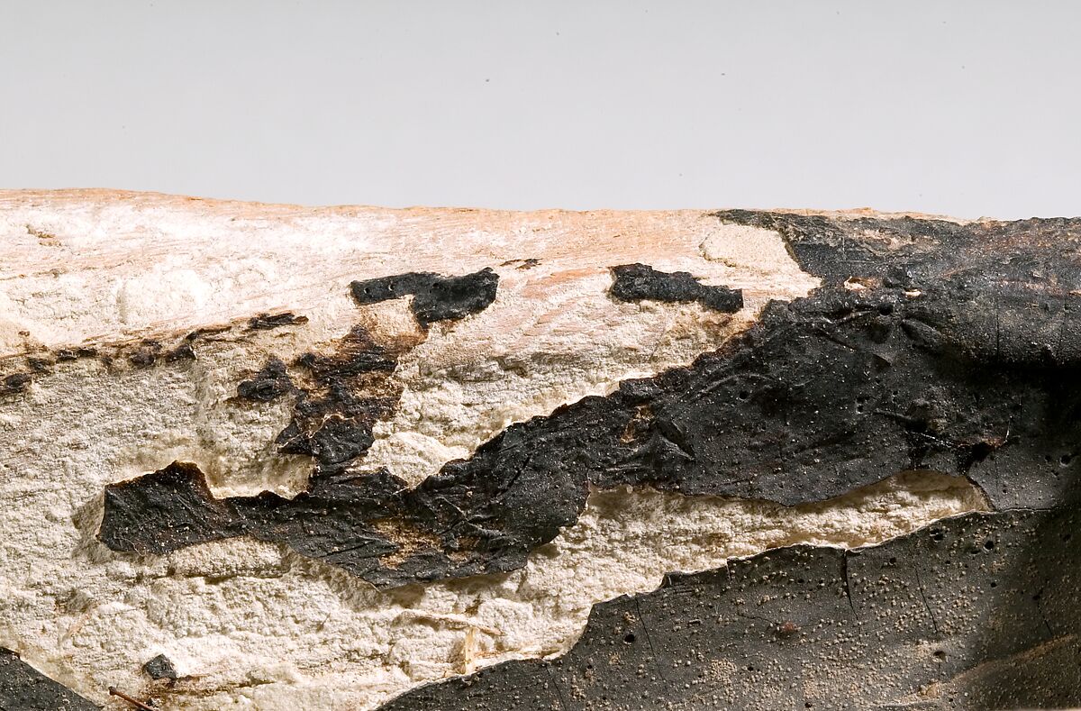 Half of a  Food Case Containing a Preserved Goose, Wood, stucco, bitumen