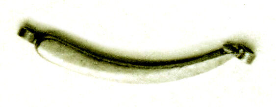 Jewelry element in the shape of a horn, Gold inlaid with carnelian