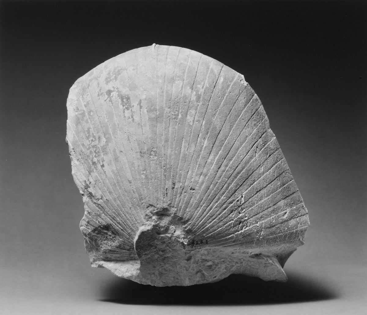 Head of an early Ptolemy, possibly from a sphinx, Limestone