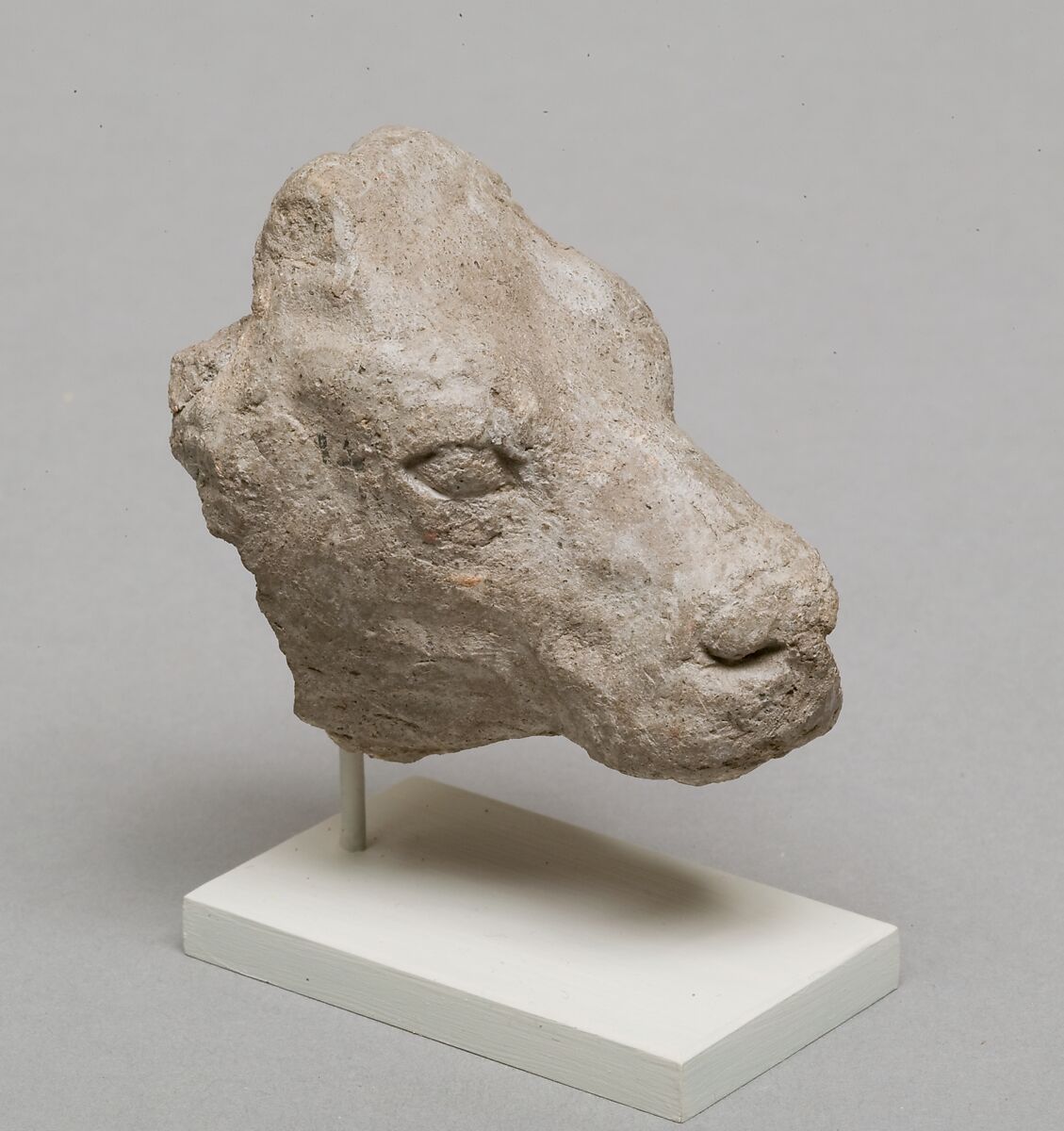 Calf's head, Clay (unfired) 