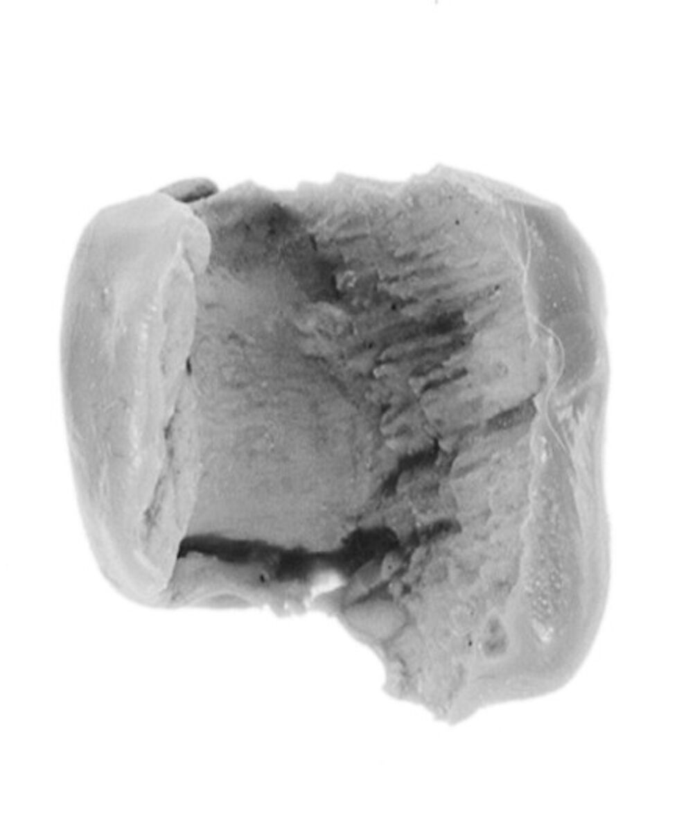 Sealing, Clay (unfired)