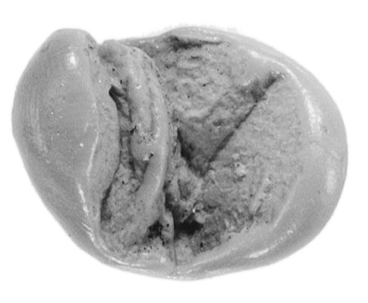 Sealing, Clay (unfired)