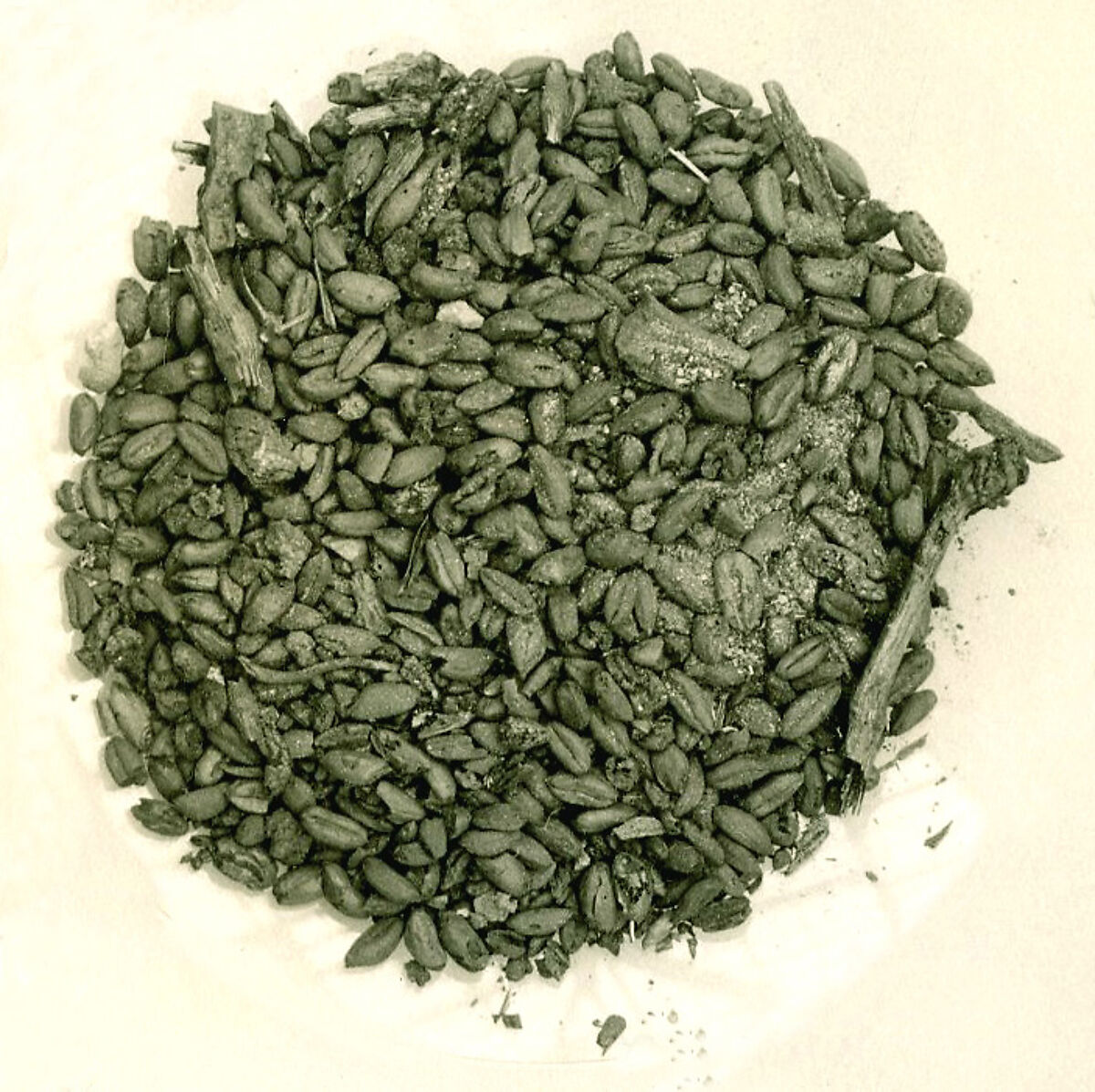 Sample of Grain from Merimda, Burned Grain
