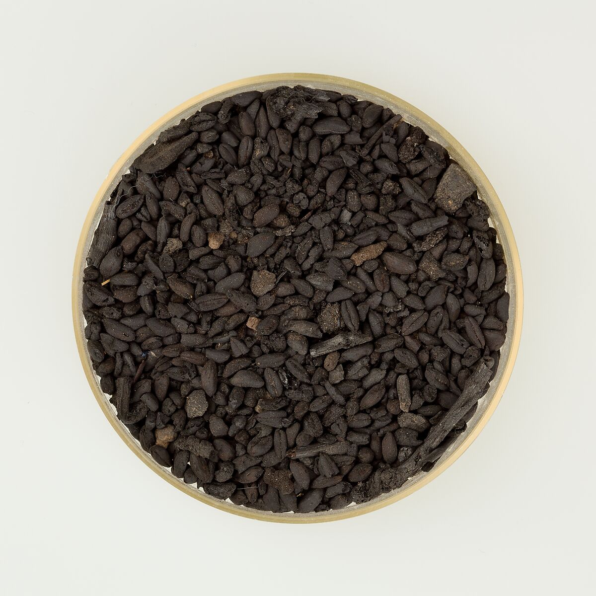 Sample of Grain from Merimda, Burned Grain 