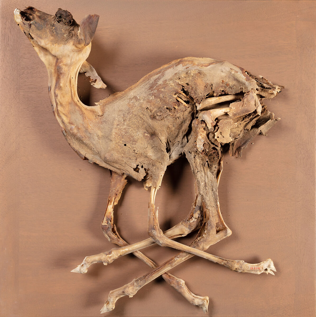 Gazelle of Ankhshepenwepet, Animal remains 