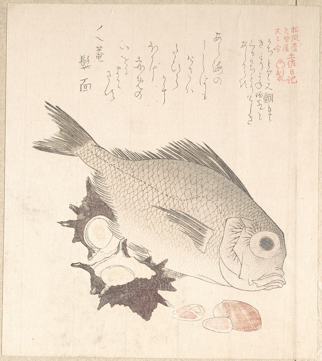 Tai Fish and Top-Shells, Kubo Shunman (Japanese, 1757–1820) (?), Woodblock print (surimono); ink and color on paper, Japan 