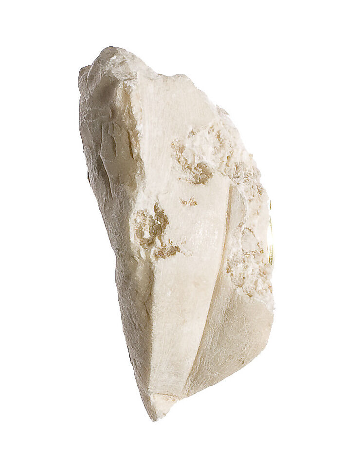 Cobra hood with Aten inscription, Indurated limestone