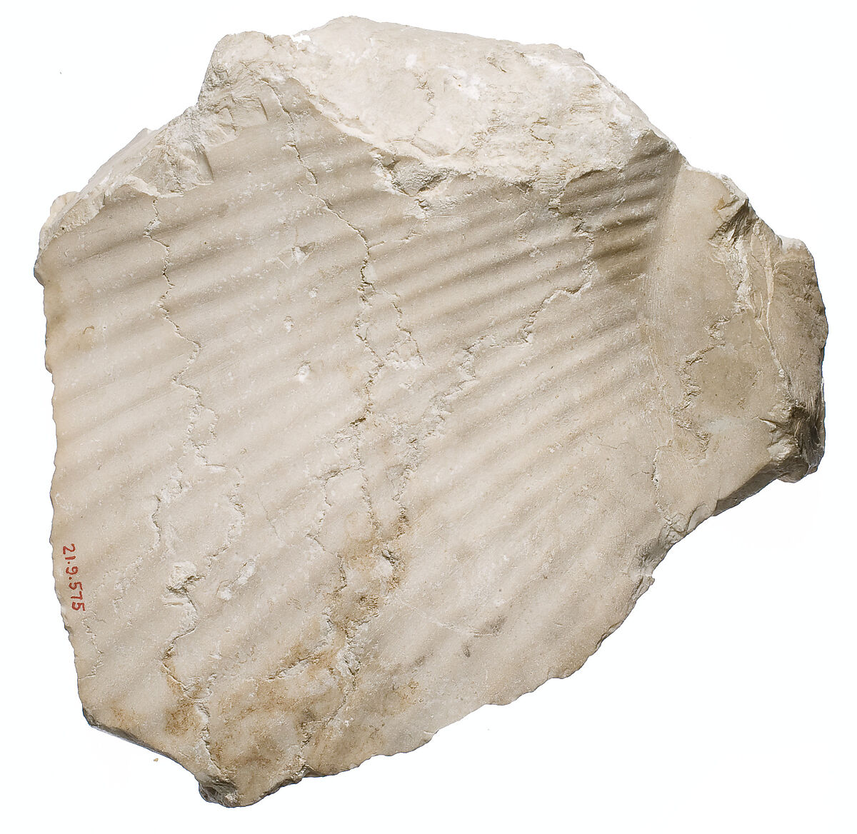 Back of Nefertiti / female, Indurated limestone 
