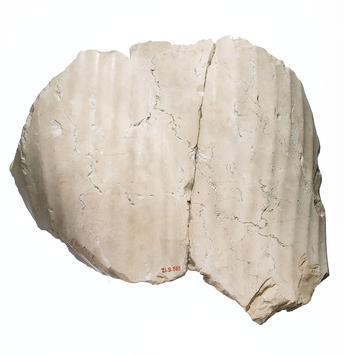 Thighs of Nefertiti, Indurated limestone 