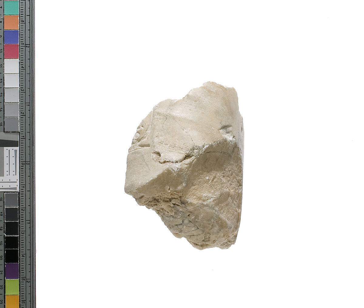 Arm, with garment, Aten cartouche, Indurated limestone