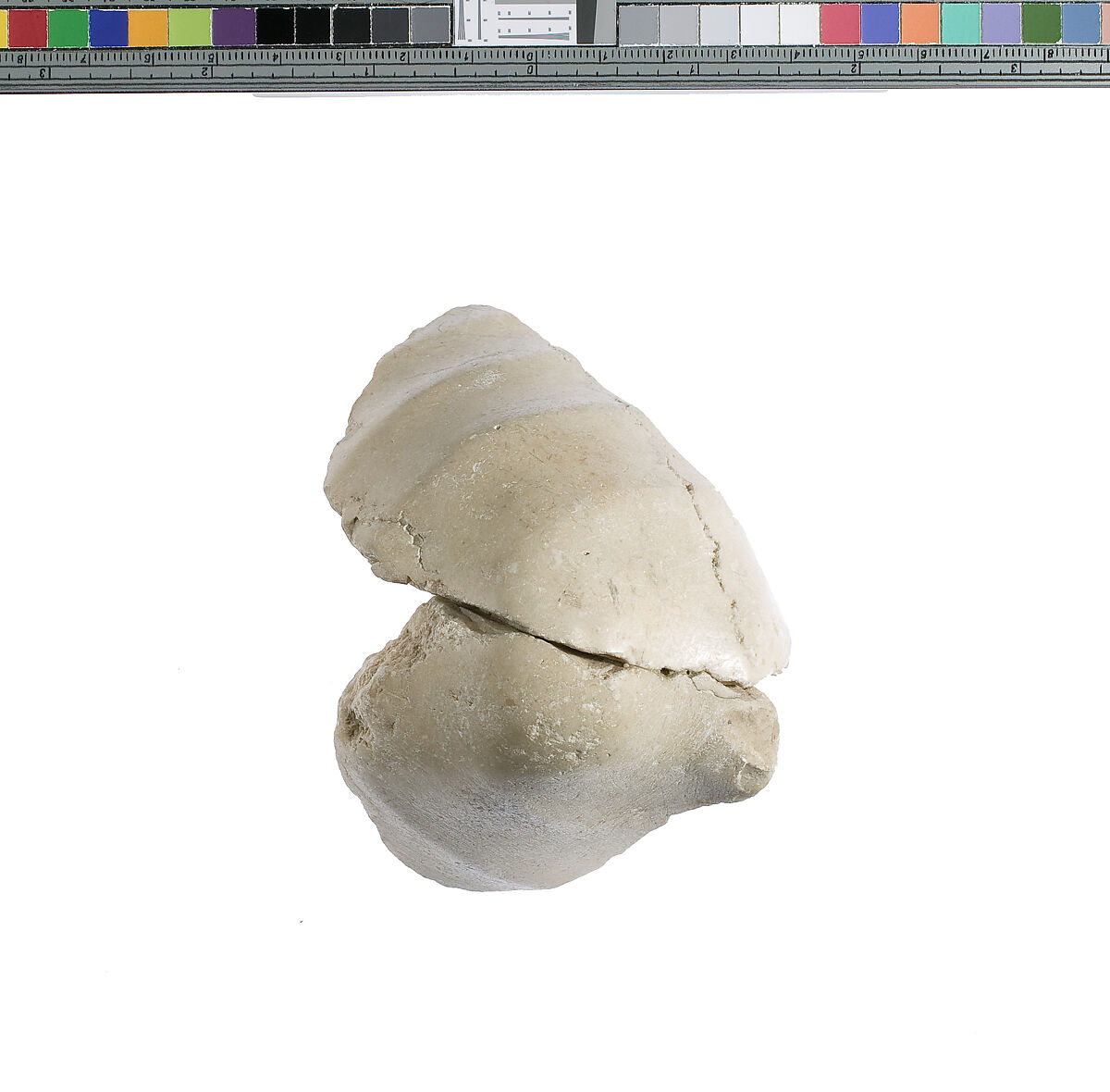 Elbow, with garment, Indurated limestone