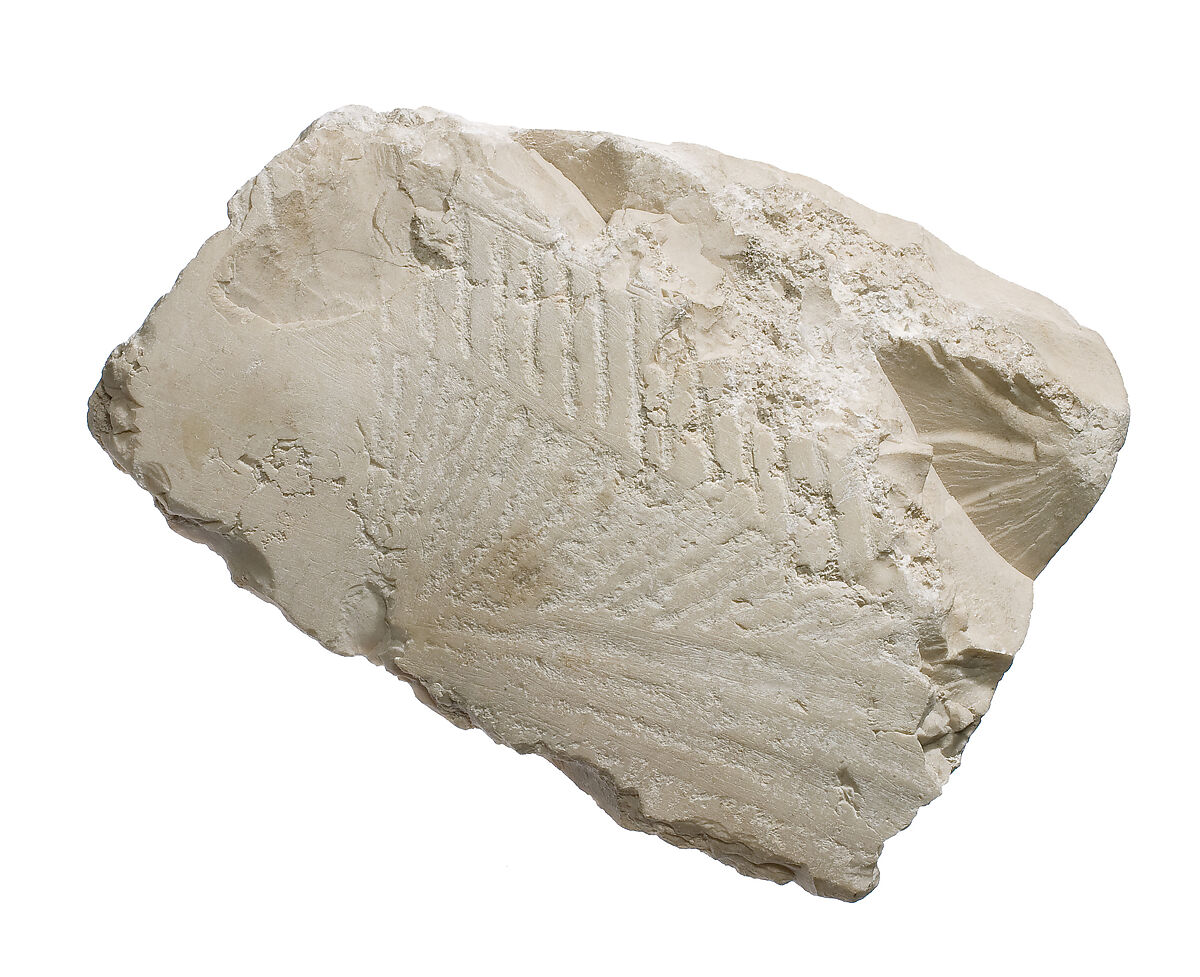 Breast (?) with pleating and shawl fringe, Indurated limestone 