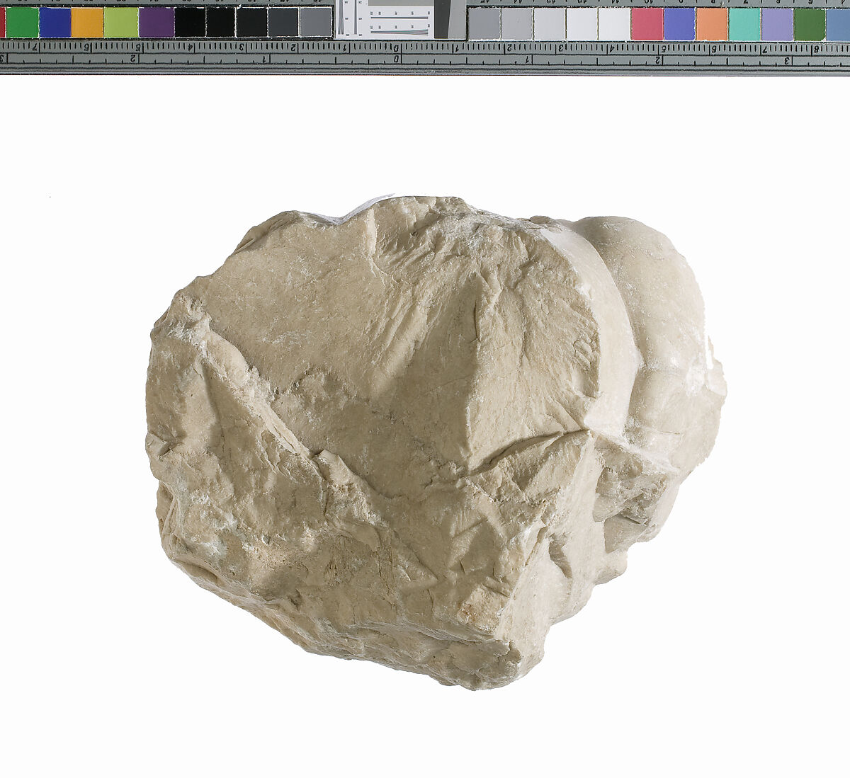 Foot fragment, Indurated limestone