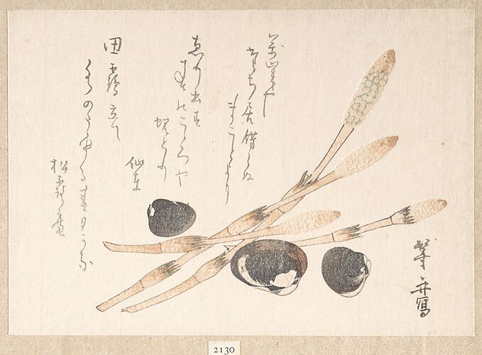 Tsukushi Plant and Shijimi Shells