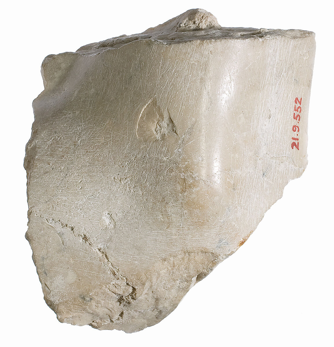 Foot fragment, Indurated limestone 