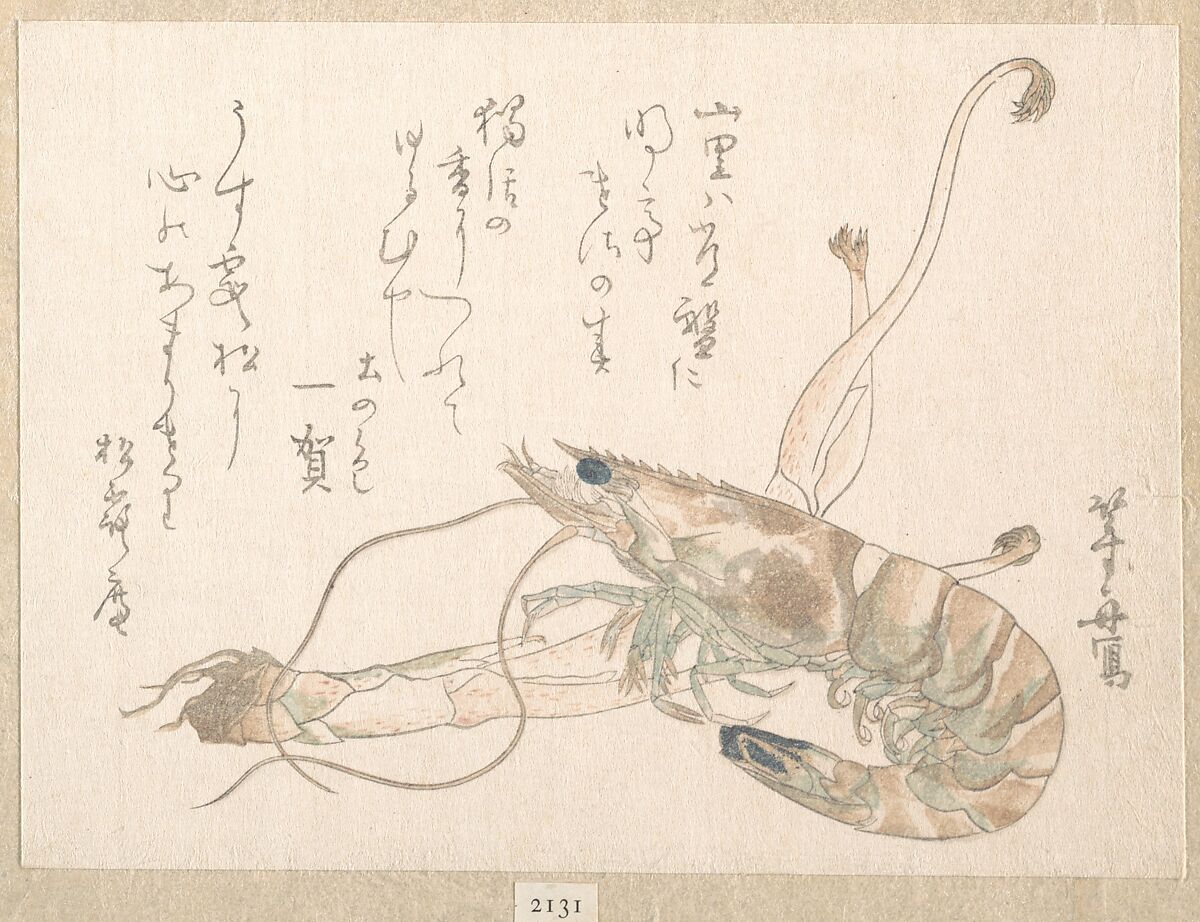 Shrimp and Udo Plant, Uematsu Tōshū (Japanese, active late 1810s–20s), Woodblock print (surimono); ink and color on paper, Japan 