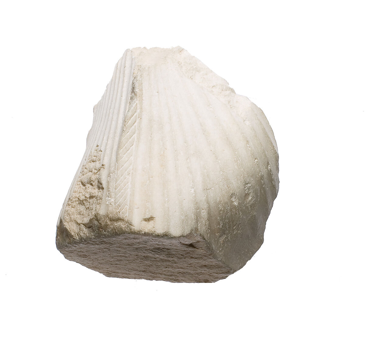 Hips of a royal female, Siliceous indurated limestone
