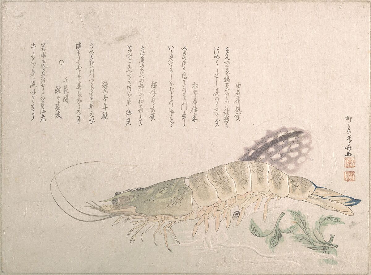 Shrimp and Cuttlefish, Ryūryūkyo Shinsai (Japanese, active ca. 1799–1823), Woodblock print (surimono); ink and color on paper, Japan 