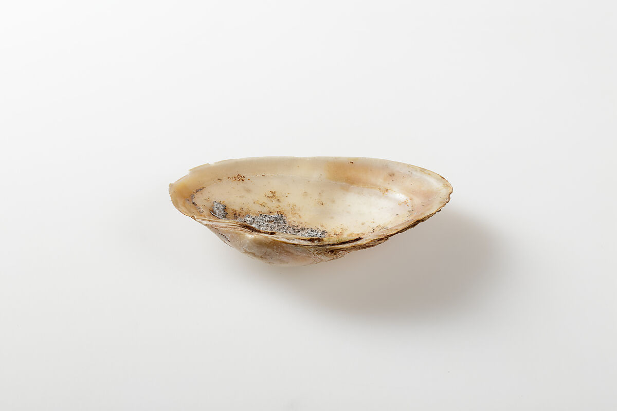 Clam shell possibly used for ink, Shell